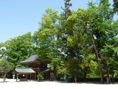 緑豊かな速谷神社の境内写真